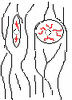 Boroda